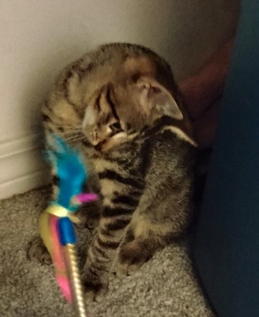 HITCH - Tabby / Domestic Short Hair available for adoption