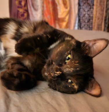 picture of the cat needing adoption
