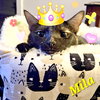 Mila - Photo 2