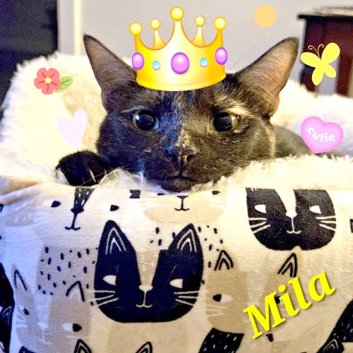 MILA - Tortoiseshell / Domestic Short Hair available for adoption