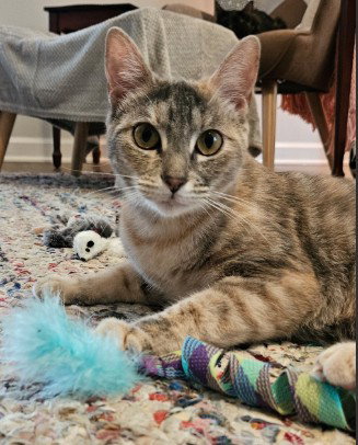 picture of the cat needing adoption