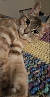 Pongo - Photo 3