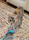 Pongo - Photo 4