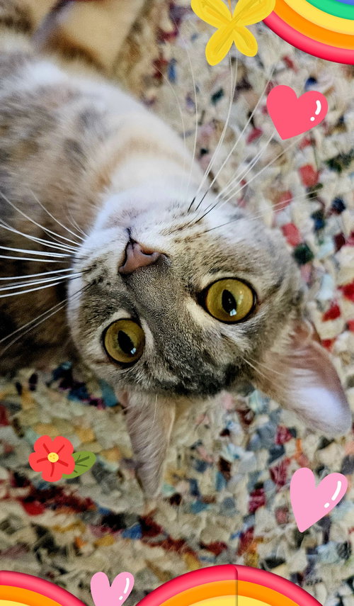 PONGO - Dilute Tortoiseshell / Domestic Short Hair available for adoption