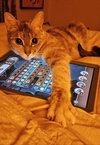 Pongo - Photo 1