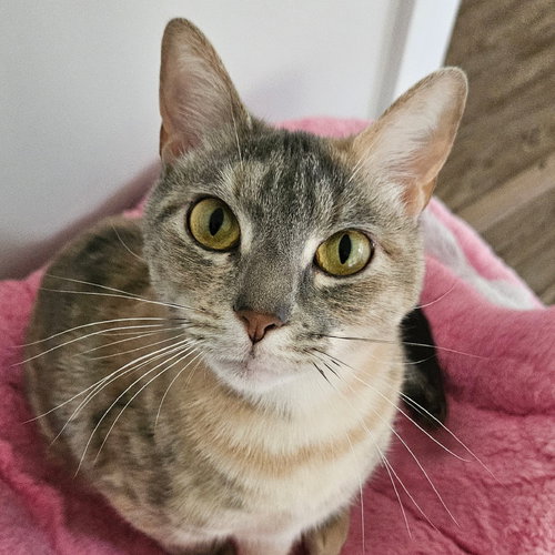 PONGO - Dilute Tortoiseshell / Domestic Short Hair available for adoption