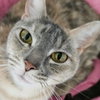 Pongo - Photo 1