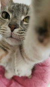 Pongo - Photo 7