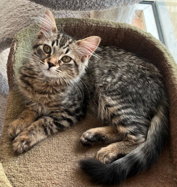 Mimi