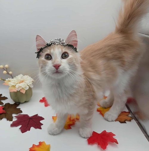 picture of the cat needing adoption