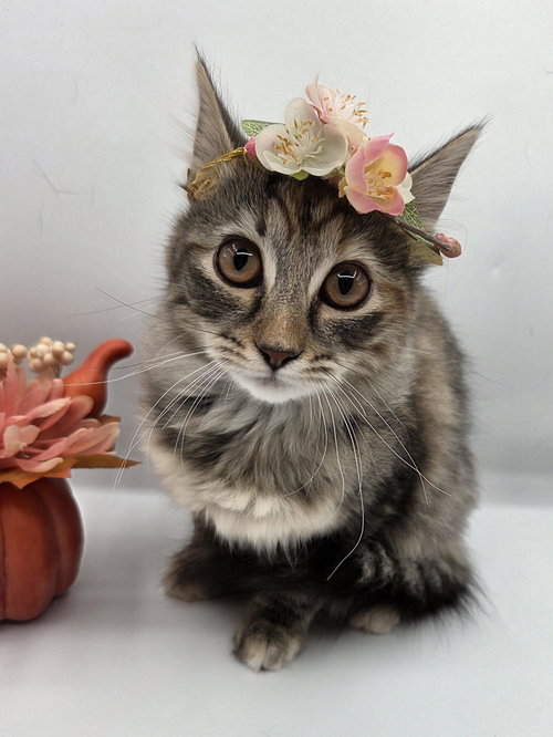 picture of the cat needing adoption