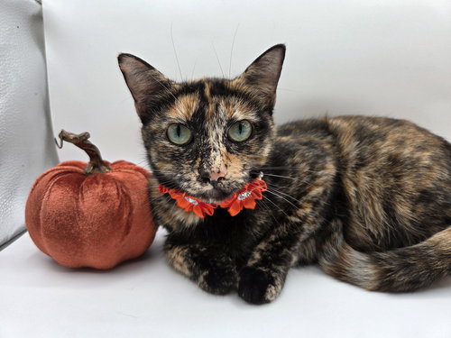 picture of the cat needing adoption