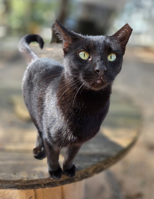 picture of the cat needing adoption