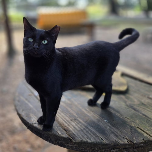 LEMON - Domestic Short Hair / Bombay available for adoption