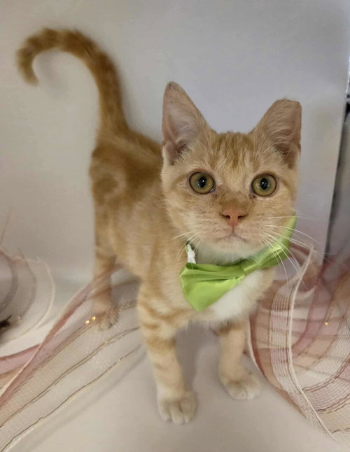 picture of the cat needing adoption