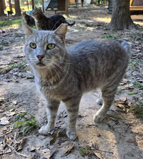 BERT - Domestic Short Hair / Tabby available for adoption