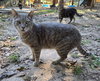 Bert - Photo 3