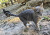 Bert - Photo 5