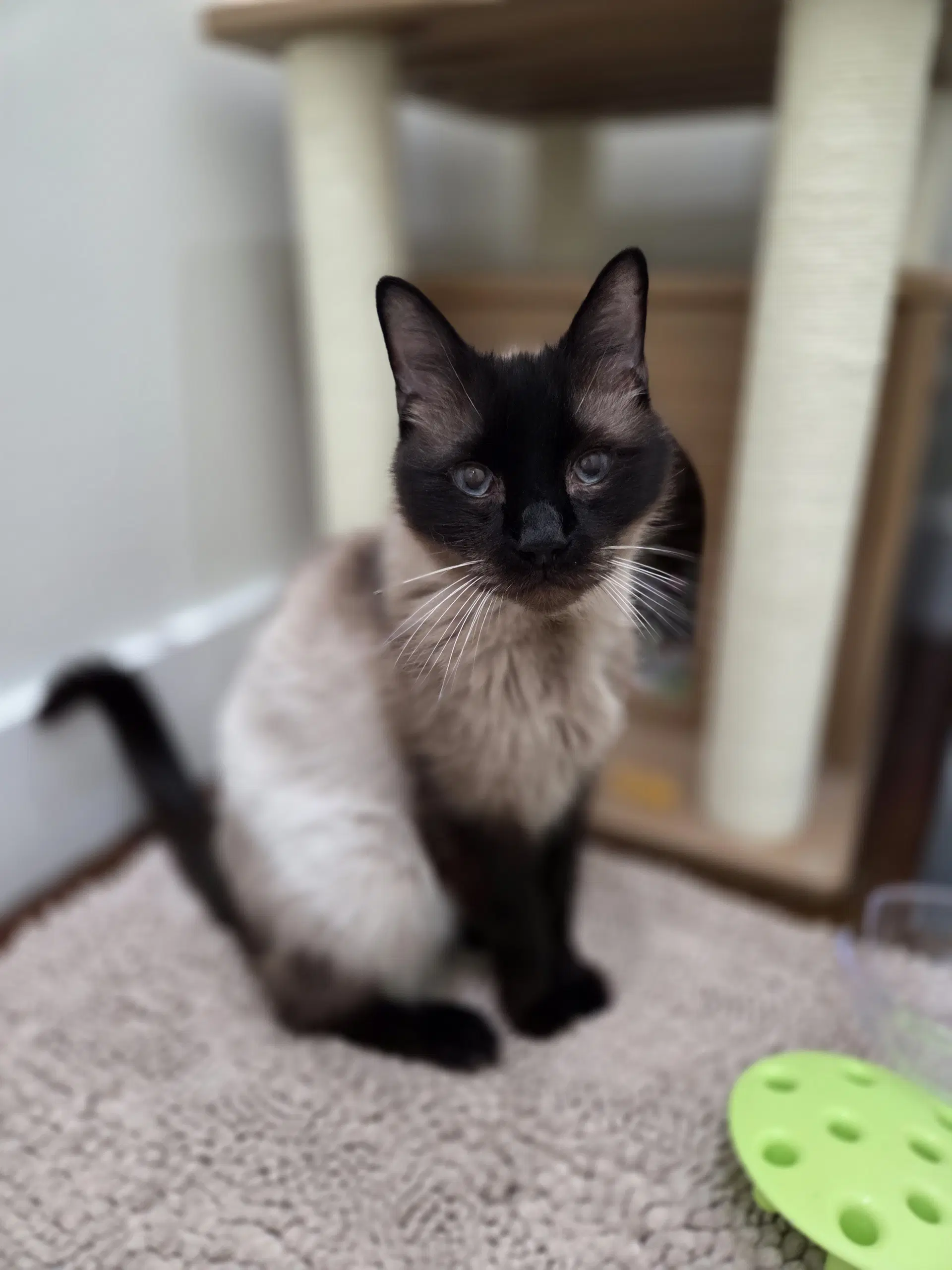 Diesel - Siamese