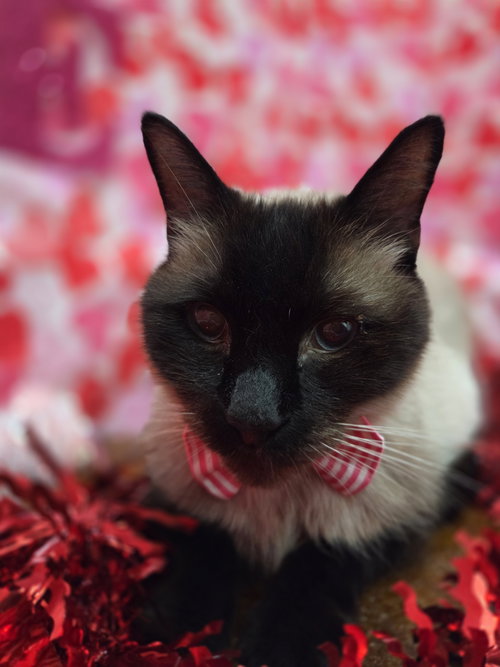 picture of the cat needing adoption
