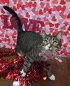 Derpy (Cross eyed cutie) - Photo 2