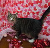 Derpy (Cross eyed cutie) - Photo 4