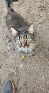 Fluffy Topaz - Photo 2