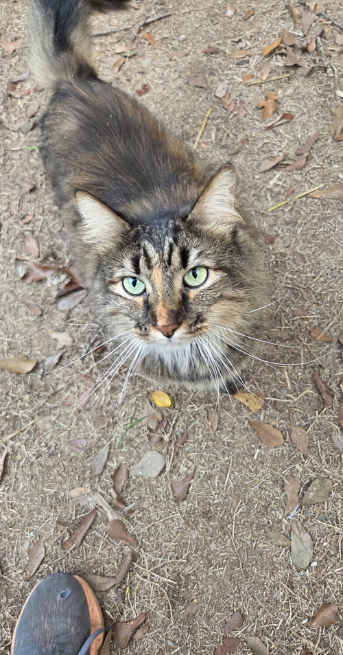 FLUFFY TOPAZ - Domestic Long Hair / Calico available for adoption