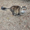 Fluffy Topaz - Photo 3