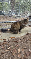Fluffy Topaz - Photo 4