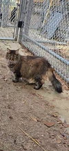 Fluffy Topaz - Photo 5