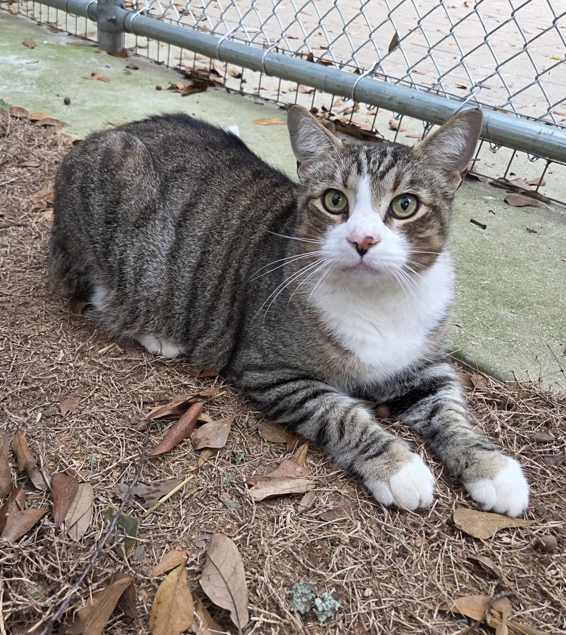 Boots - Domestic Short Hair