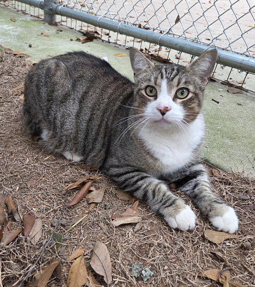 BOOTS - Domestic Short Hair / Tabby available for adoption