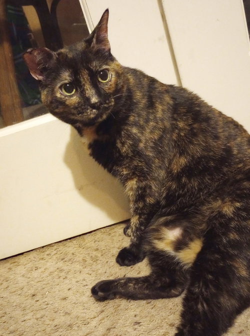 picture of the cat needing adoption