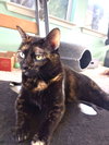 Mimo - Photo 2