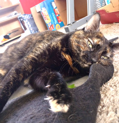 picture of the cat needing adoption