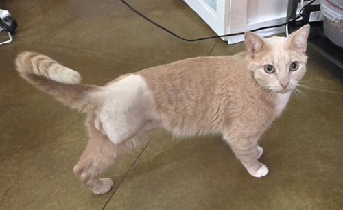 NOEL - Tabby / Domestic Short Hair available for adoption