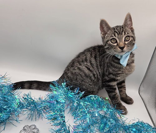 JOLLY - Domestic Short Hair / Tabby available for adoption