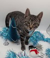 Jolly - Photo 5
