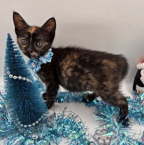 JANGLE - Domestic Medium Hair / Tortoiseshell available for adoption