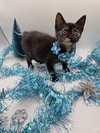 Jingle - Photo 2