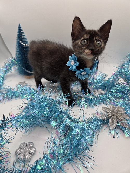 JINGLE - Domestic Medium Hair / Tortoiseshell available for adoption