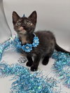 Jingle - Photo 3