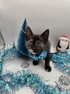 Jingle - Photo 4