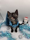Jingle - Photo 5
