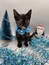 Jingle - Photo 1