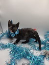 Jingle - Photo 6