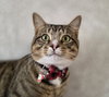 Maxwell - Photo 1