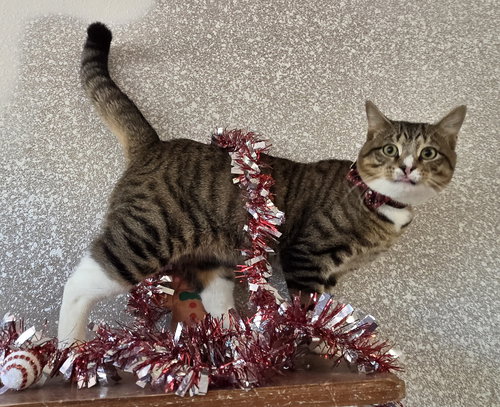 MAXWELL - Domestic Short Hair / Tabby available for adoption