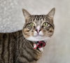 Maxwell - Photo 4